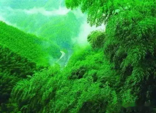 安吉天气预报,竹海深处的天气密码,藏着江南最温柔的秘密 安吉天气预报,竹海深处的天气密码,藏着江南最温柔的秘密